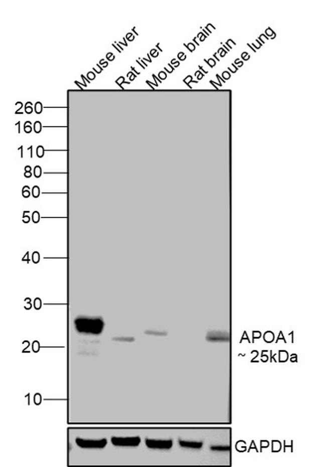 ApoA1 Antibody in Western Blot (WB)