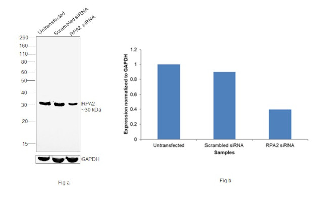 RPA2 Antibody