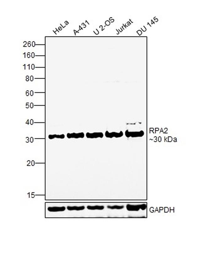 RPA2 Antibody in Western Blot (WB)