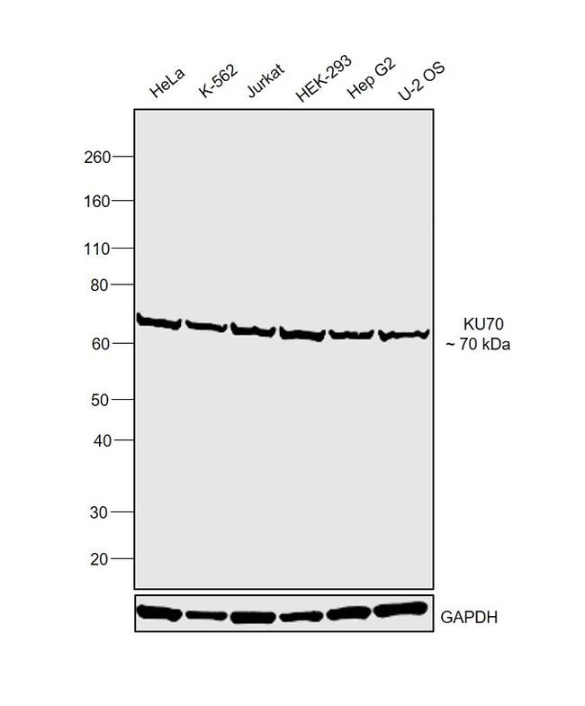 Ku70 Antibody in Western Blot (WB)