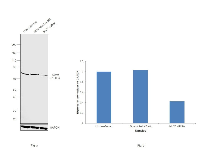 Ku70 Antibody