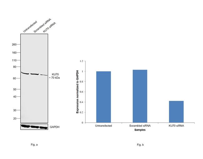 Ku70 Antibody in Western Blot (WB)