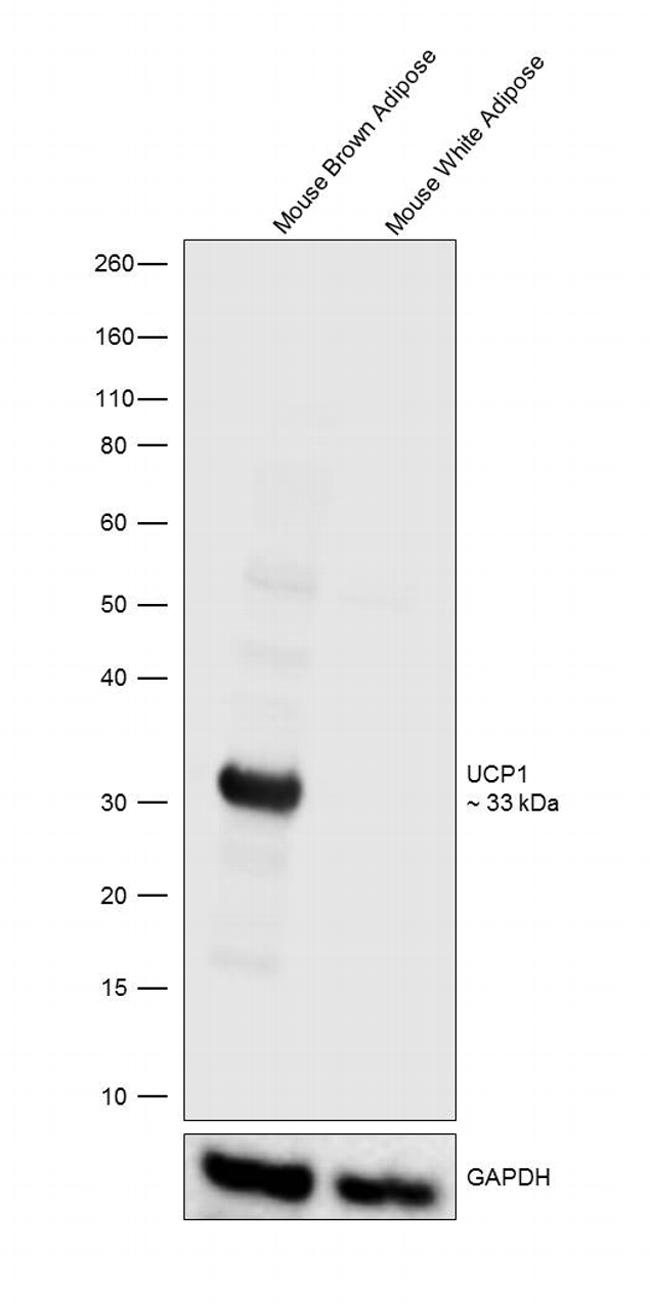 UCP1 Antibody in Western Blot (WB)