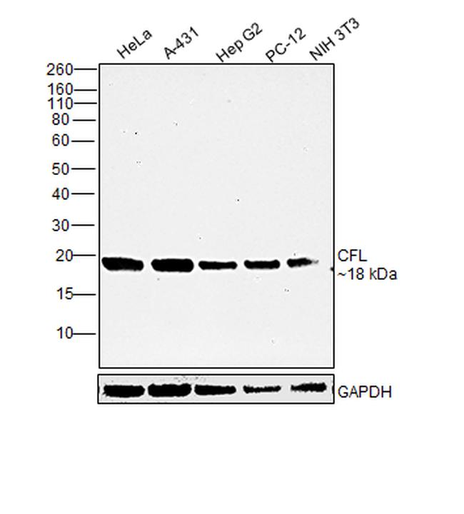 Cofilin Antibody in Western Blot (WB)