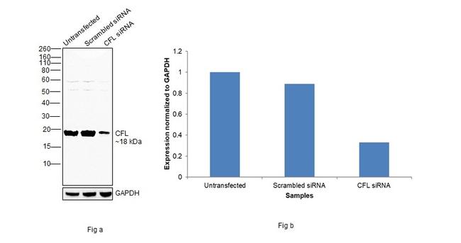 Cofilin Antibody in Western Blot (WB)