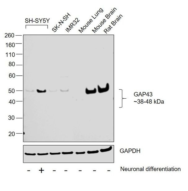 GAP43 Antibody