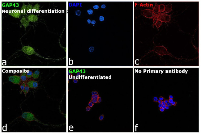 GAP43 Antibody in Immunocytochemistry (ICC/IF)