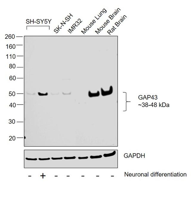 GAP43 Antibody in Western Blot (WB)