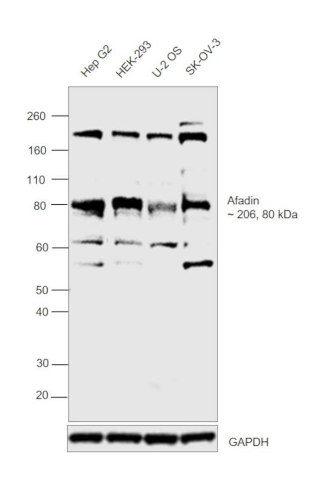 l-Afadin Antibody in Western Blot (WB)