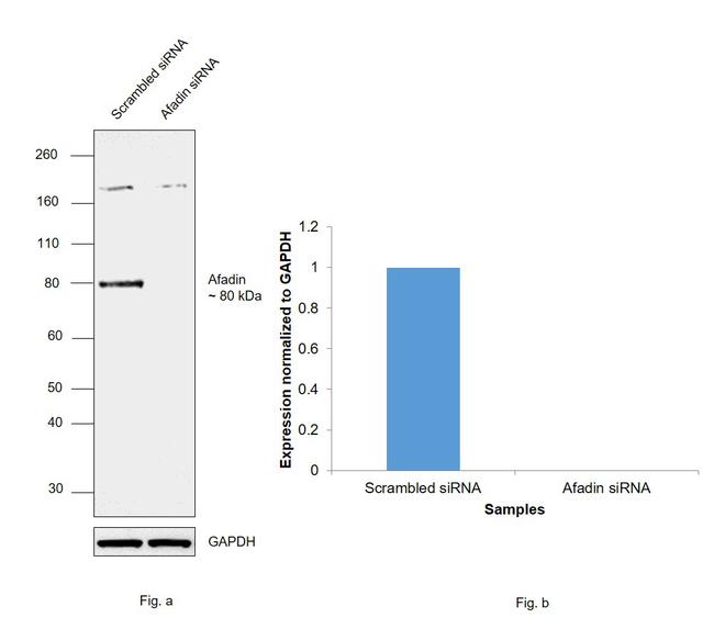 l-Afadin Antibody in Western Blot (WB)