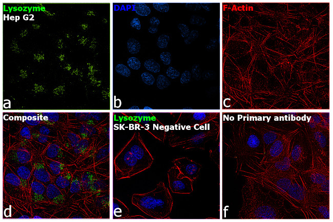 Lysozyme Antibody in Immunocytochemistry (ICC/IF)