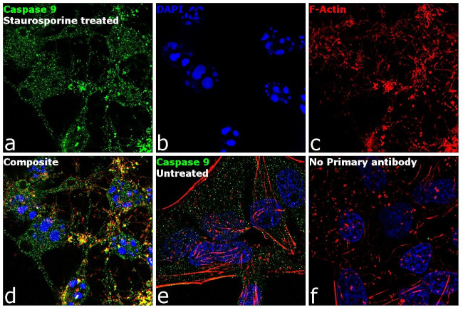 Caspase 9 (active) Antibody in Immunocytochemistry (ICC/IF)