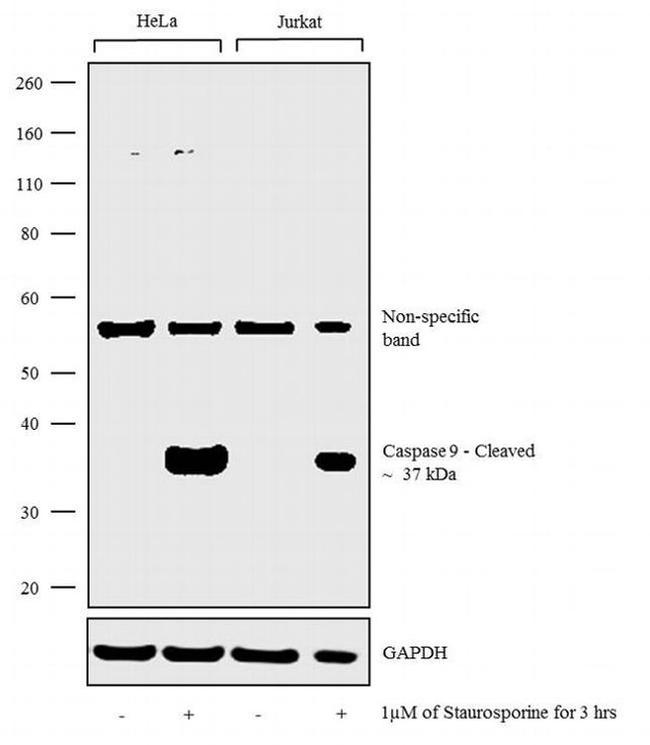 Caspase 9 (active) Antibody in Western Blot (WB)