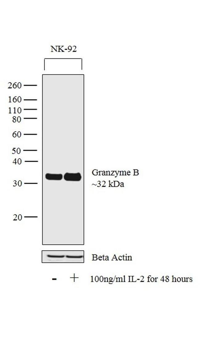 Granzyme B Antibody in Western Blot (WB)