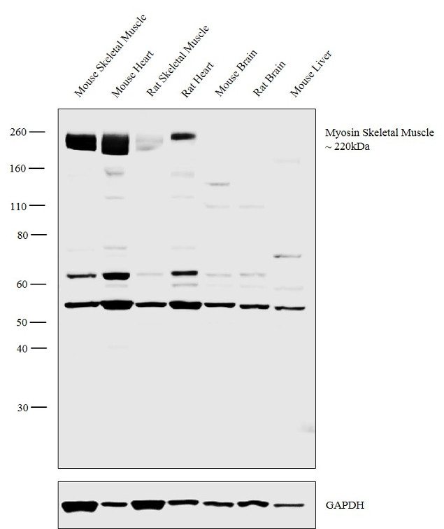 Myosin Skeletal Muscle Antibody