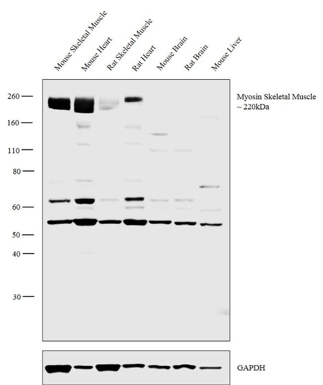 Myosin Skeletal Muscle Antibody in Western Blot (WB)