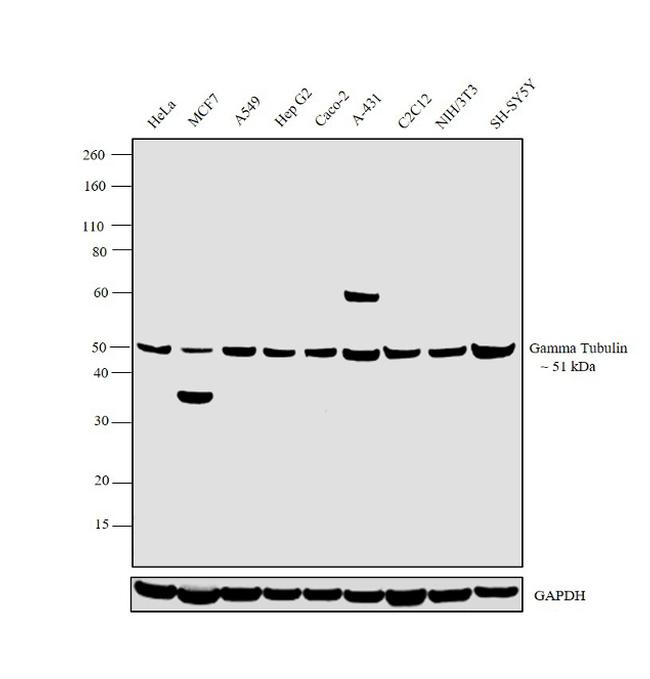 gamma Tubulin Antibody in Western Blot (WB)