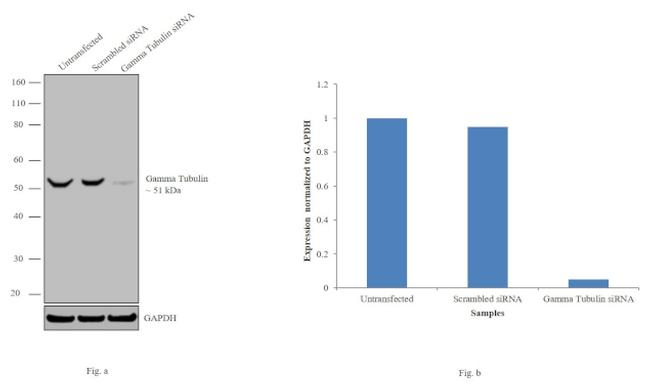 gamma Tubulin Antibody in Western Blot (WB)