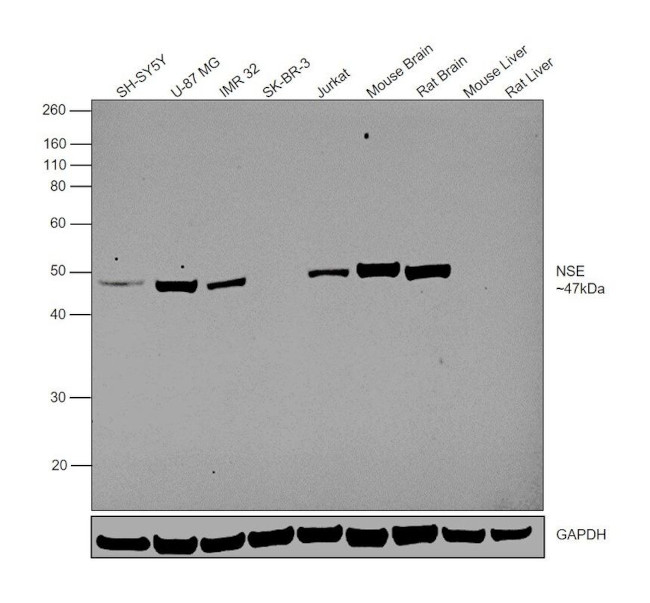 NSE Antibody