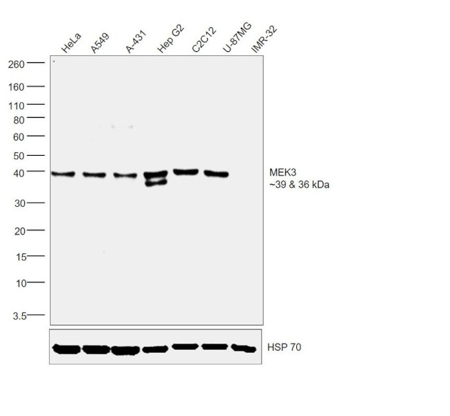 MEK3 Antibody