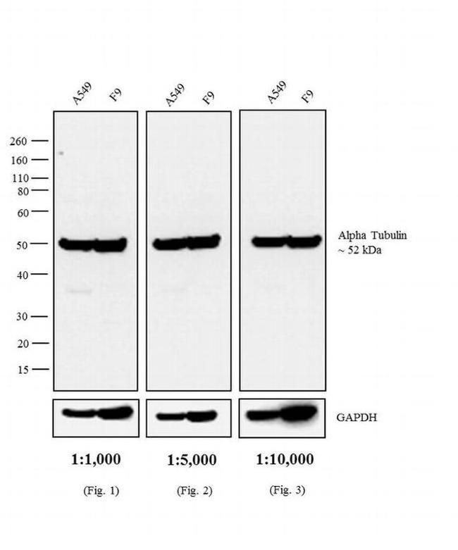 Rat IgG (H+L) Secondary Antibody in Western Blot (WB)