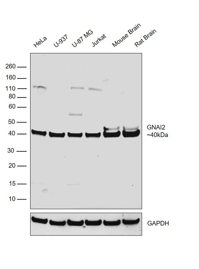 GNAI2 Antibody in Western Blot (WB)