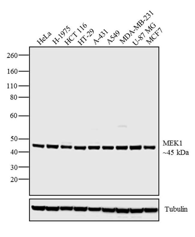 MEK1 Antibody in Western Blot (WB)