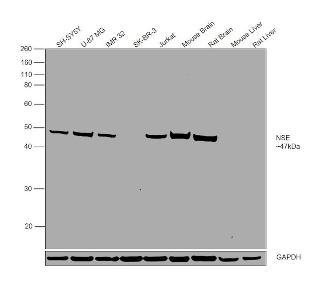 NSE Antibody