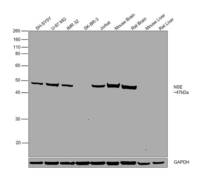 NSE Antibody in Western Blot (WB)