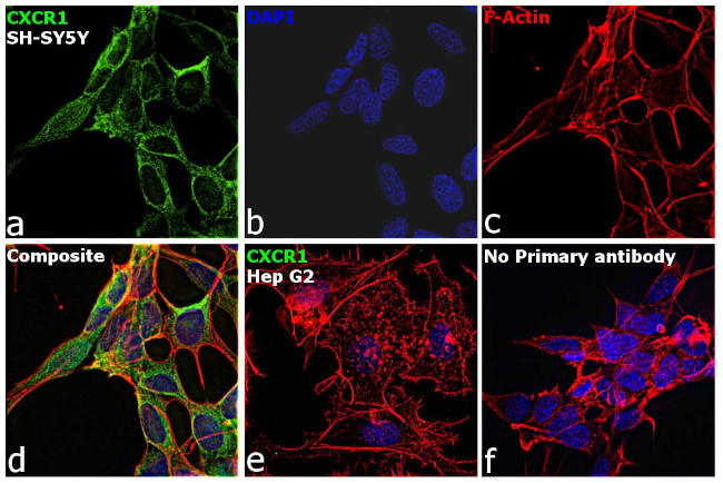 CXCR1 Antibody