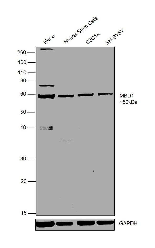 MBD1 Antibody in Western Blot (WB)