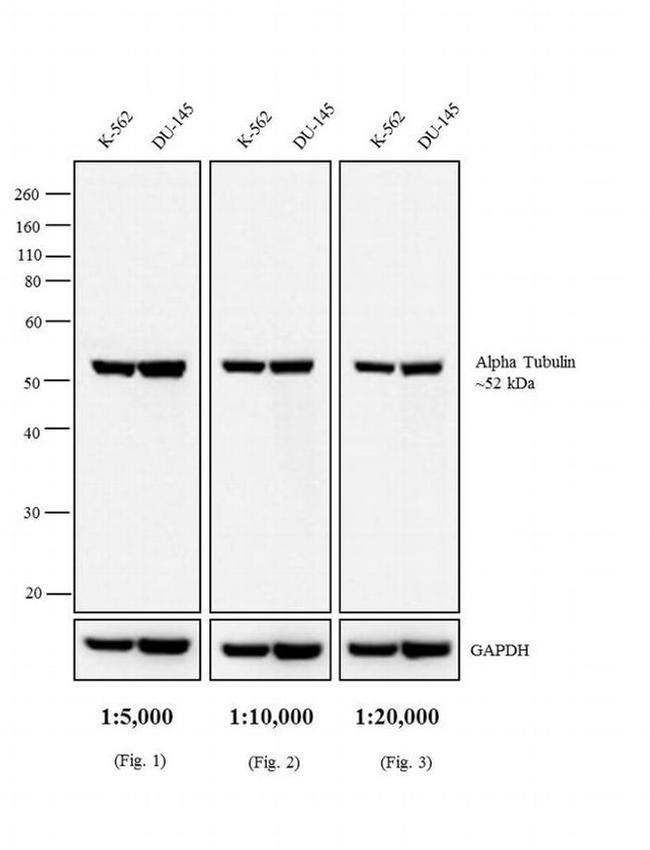 Rat IgG (H+L) Secondary Antibody in Western Blot (WB)