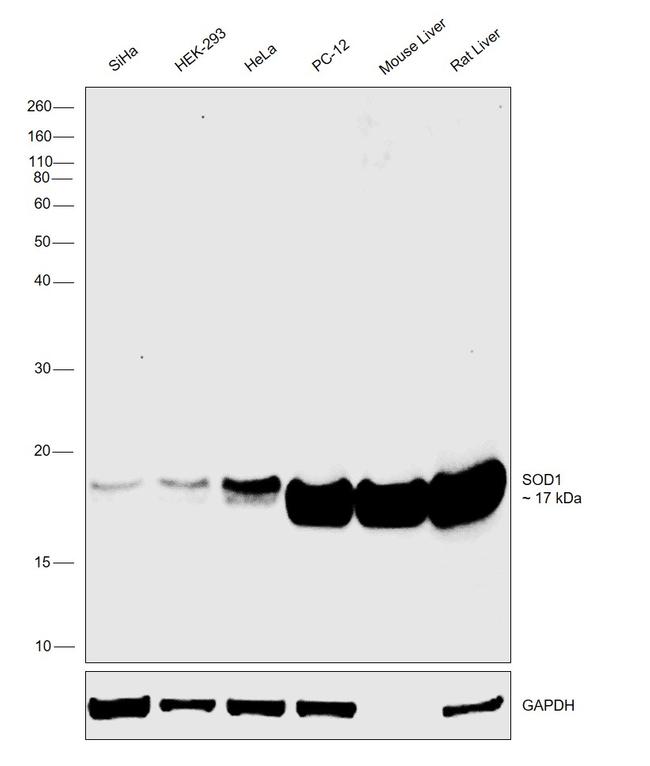 SOD1 Antibody in Western Blot (WB)