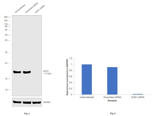 SOD1 Antibody