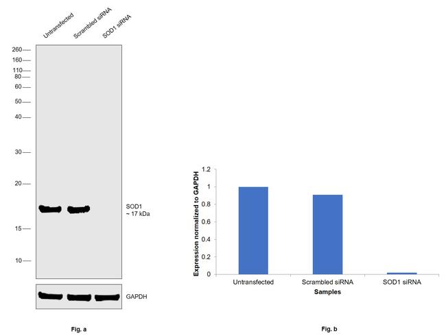 SOD1 Antibody in Western Blot (WB)