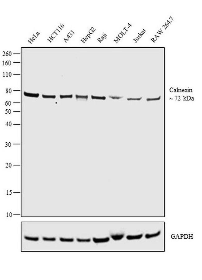 Calnexin Antibody in Western Blot (WB)