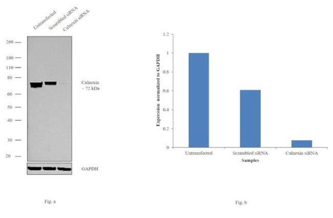 Calnexin Antibody in Western Blot (WB)