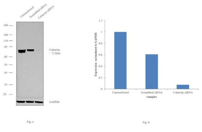 Calnexin Antibody