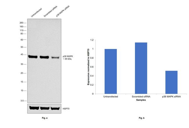 p38 MAPK Antibody in Western Blot (WB)