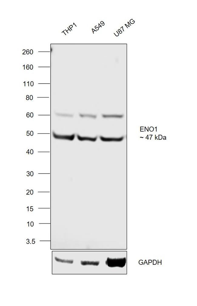 ENO1 Antibody in Western Blot (WB)