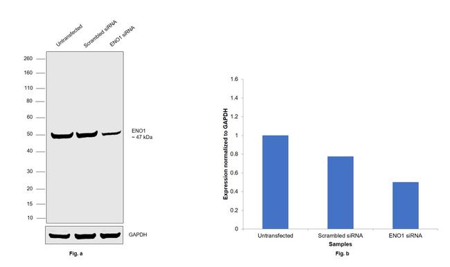 ENO1 Antibody in Western Blot (WB)