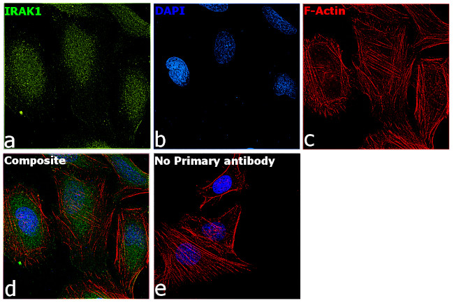 IRAK1 Antibody in Immunocytochemistry (ICC/IF)