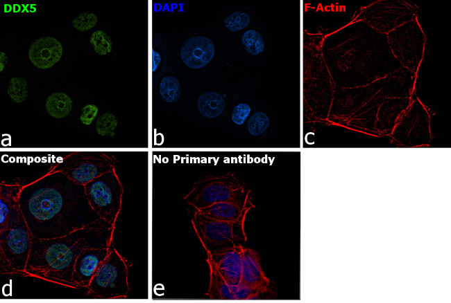 DDX5 Antibody in Immunocytochemistry (ICC/IF)