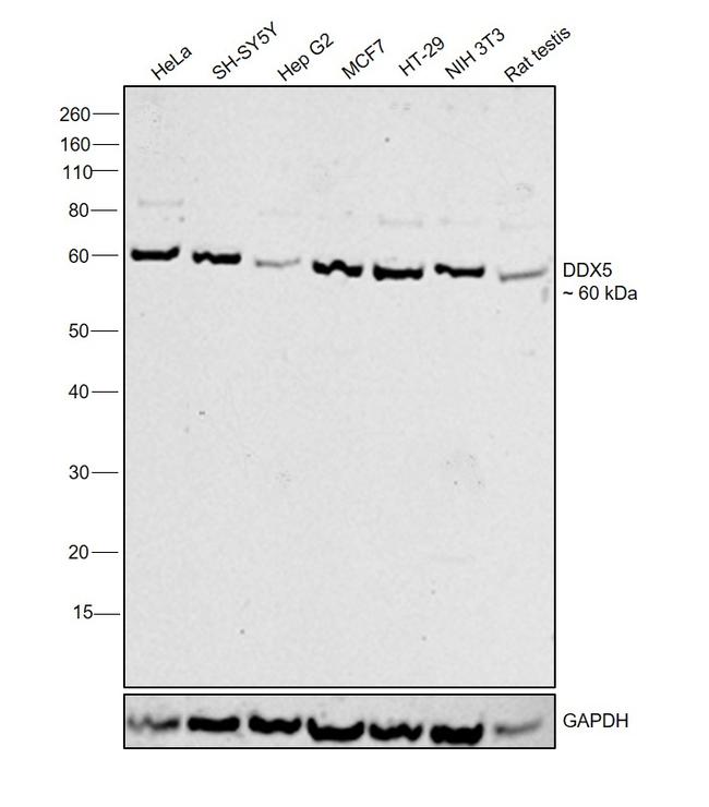 DDX5 Antibody in Western Blot (WB)