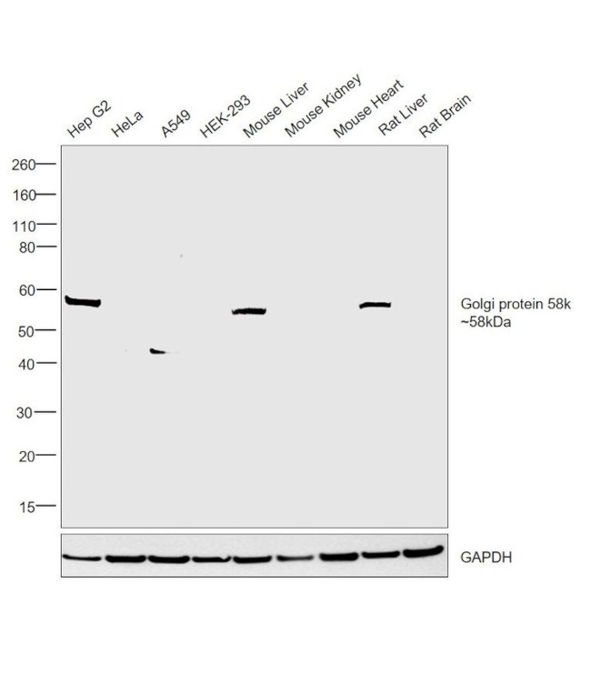 Golgi protein 58k Antibody