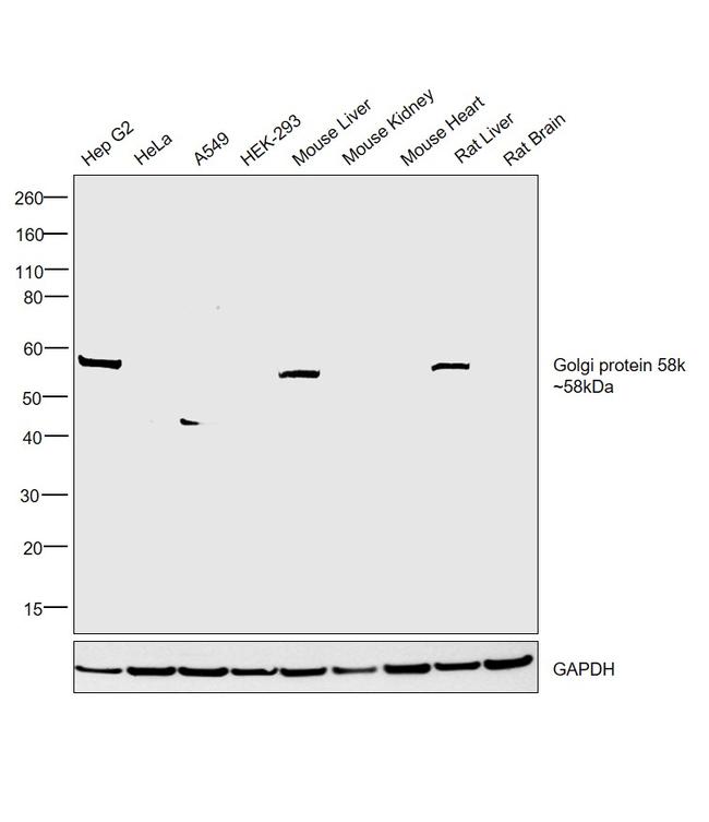 Golgi protein 58k Antibody in Western Blot (WB)