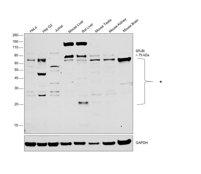 SR-BI Antibody in Western Blot (WB)