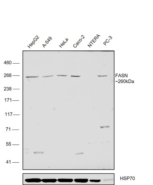 FASN Antibody in Western Blot (WB)