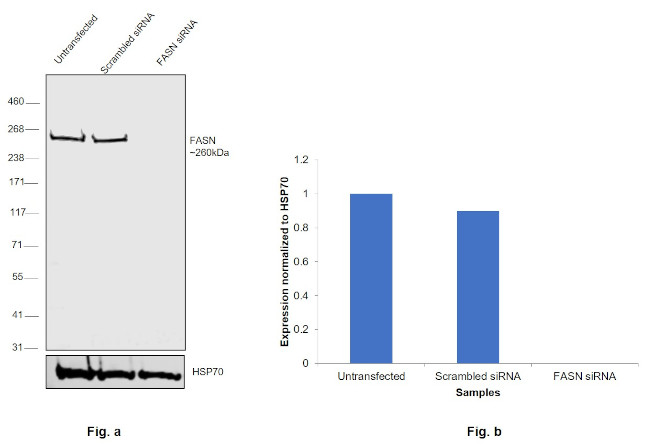 FASN Antibody