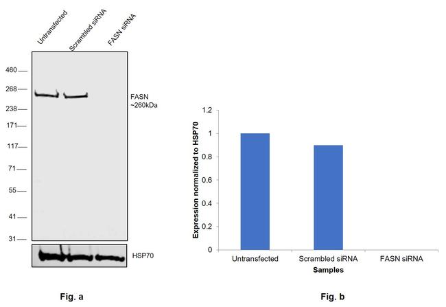 FASN Antibody in Western Blot (WB)